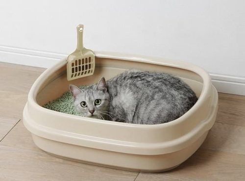 Khay vệ sinh cho mèo kèm xẻngKhay vệ sinh cho mèo kèm xẻng