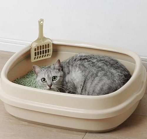Khay vệ sinh cho mèo kèm xẻngKhay vệ sinh cho mèo kèm xẻng