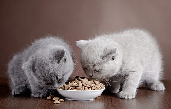 Thức ăn hạt cho mèo 