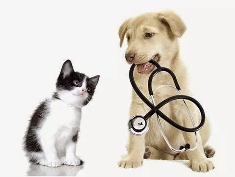 Kiểm tra sức khoẻ định kì cho thú cưng 