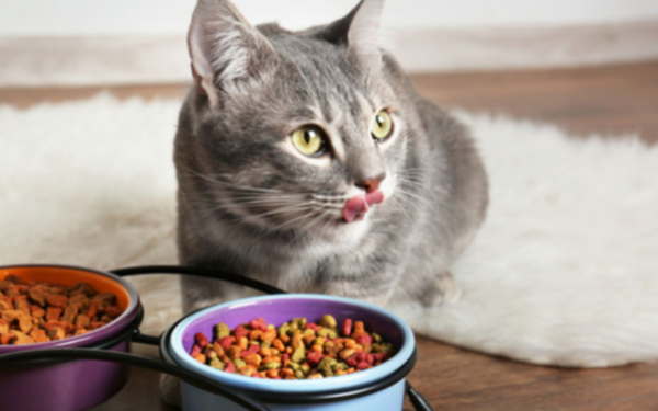 Thức ăn cho mèo được kiểm định và chứng nhận bởi AAFCO