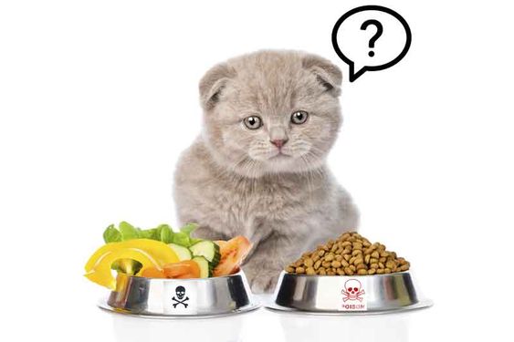 Tại sao lựa chọn thức ăn cho mèo con quan trọng? 