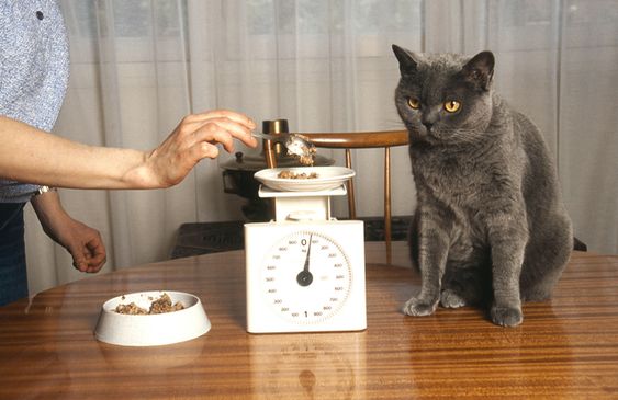Căn chỉnh chế độ ăn cho mèo 