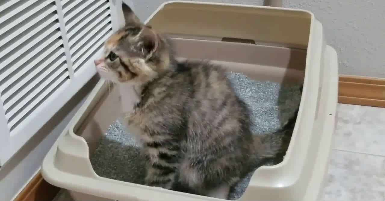 Cách dạy mèo đi vệ sinh đúng chỗ