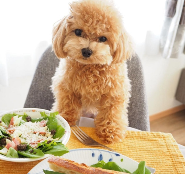 Thức ăn dinh dưỡng cho chó Poodle tự nấu