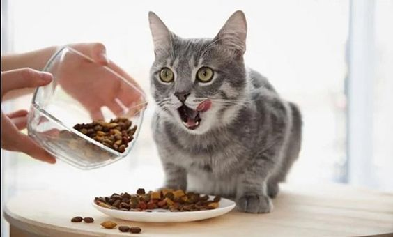 Thức ăn dinh dưỡng dành cho mèo 