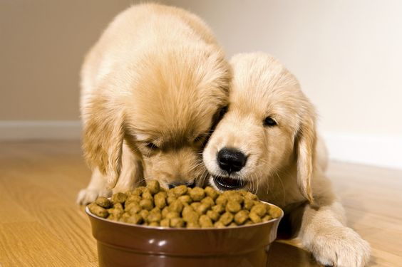 Thức ăn dinh dưỡng dành cho chó