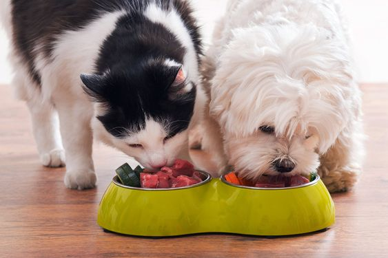 Mèo có ăn được thức ăn của chó không ?
