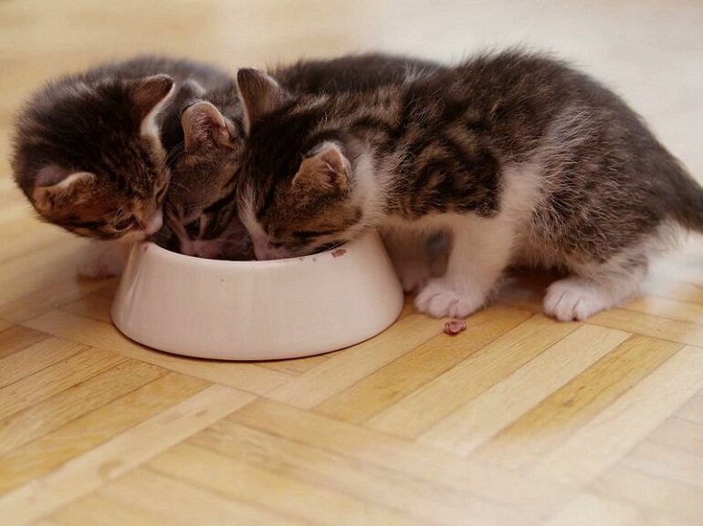 Thức ăn cho mèo dưới 1 tháng tuổi