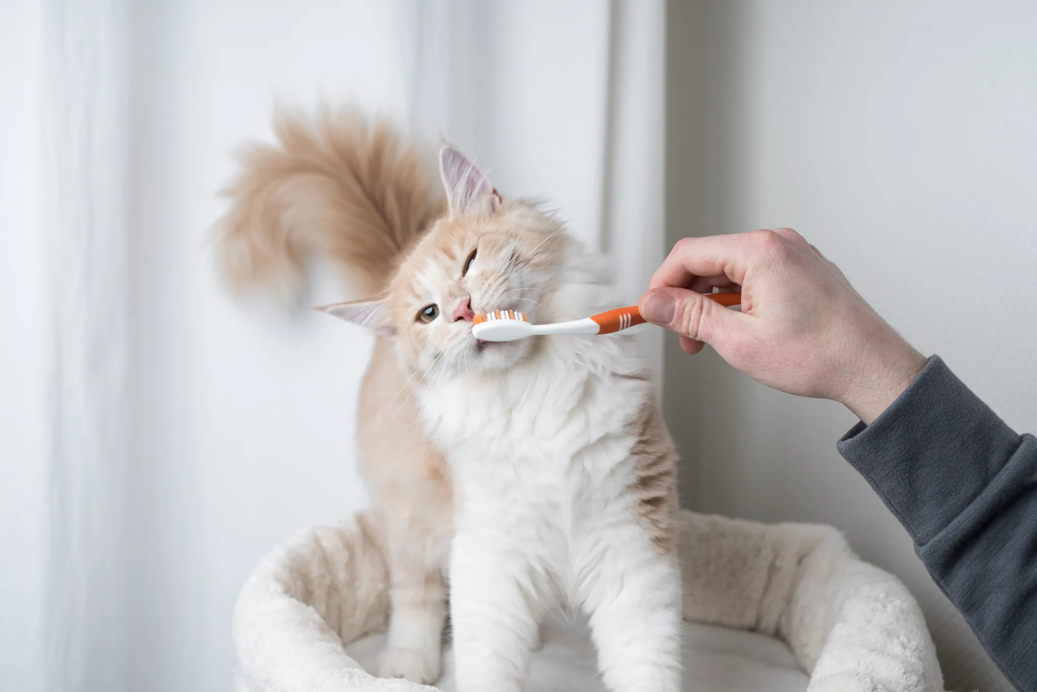 Vệ sinh răng miệng cho mèo