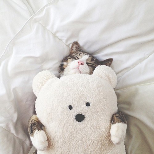 Mèo ôm gấu bông 