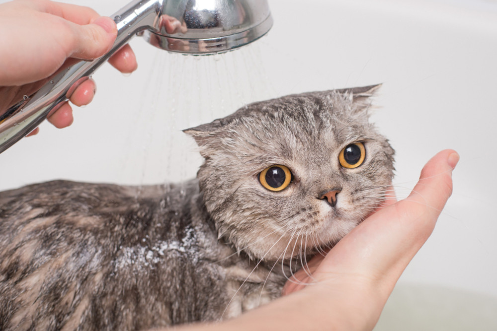 Tắm cho mèo 