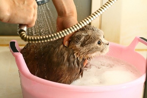 Tắm cho mèo 
