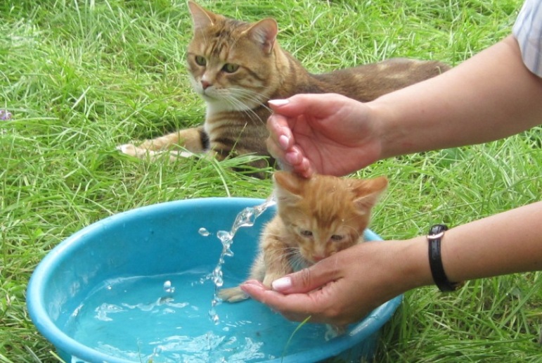 Tắm cho mèo con