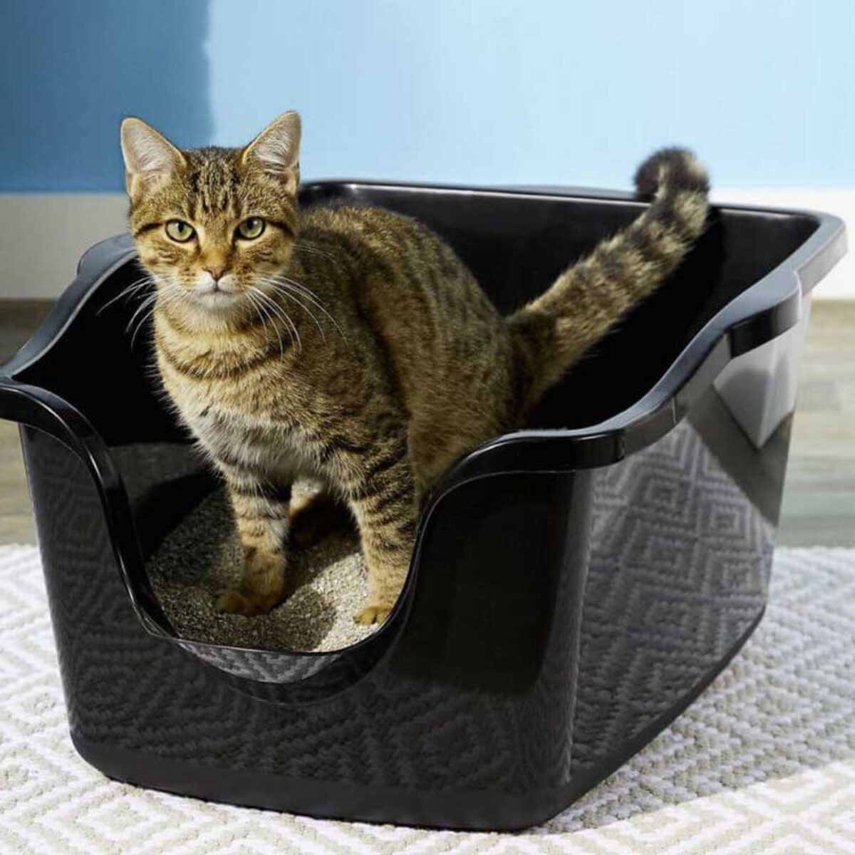 Tự làm cát vệ sinh cho mèo tại nhà đơn giản 