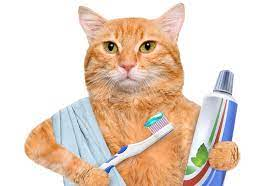 Hướng dẫn cách vệ sinh răng miệng cho mèo