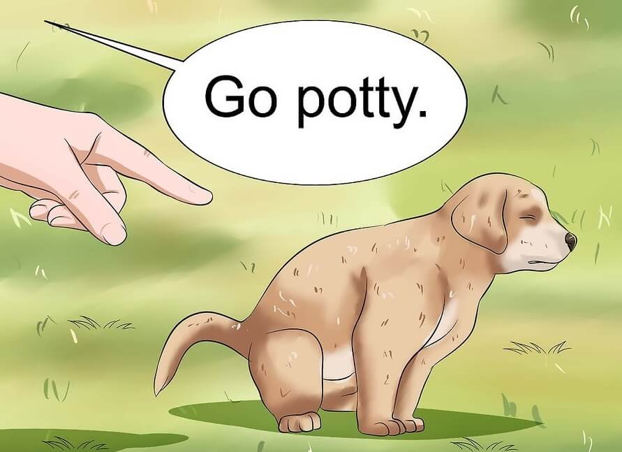 Cách huấn luyện chó 