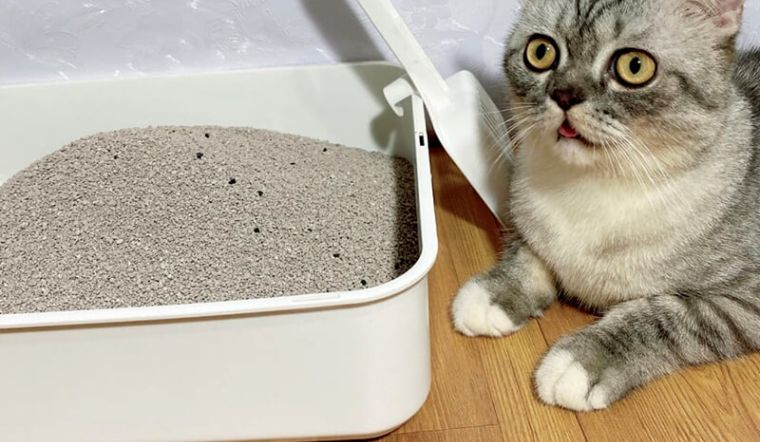 Lựa Chọn cát vệ sinh cho mèo giá rẻ, Hiệu Quả và Tiết Kiệm